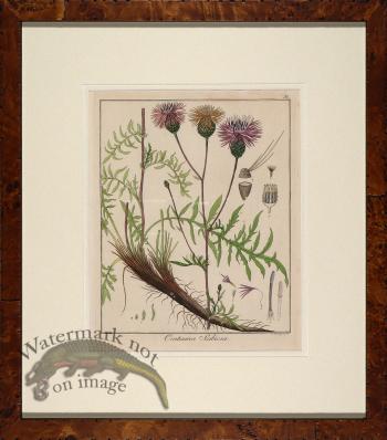 Hayne's Botanical in Burl 08